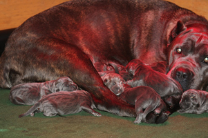 old world cane corso